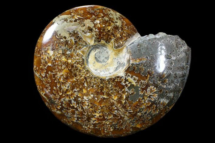 Bargain, Polished, Ammonite Fossil - Madagascar #89615